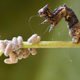 Image for article titled A Parasite that Induces Love in its Host